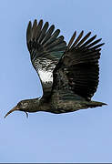 Wattled Ibis