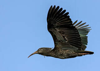 Ibis caronculé