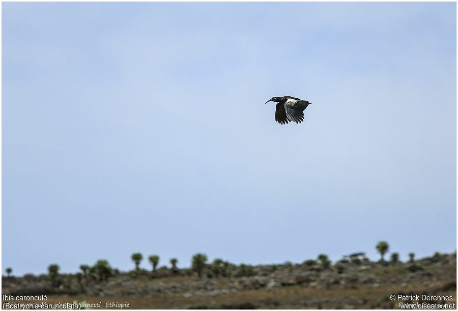 Ibis caronculéadulte, Vol