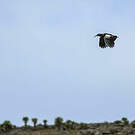 Ibis caronculé