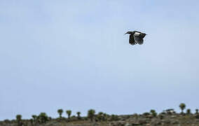 Wattled Ibis