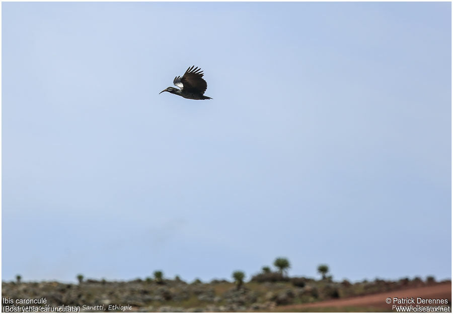 Wattled Ibisadult, Flight