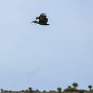 Ibis caronculé