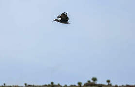 Wattled Ibis