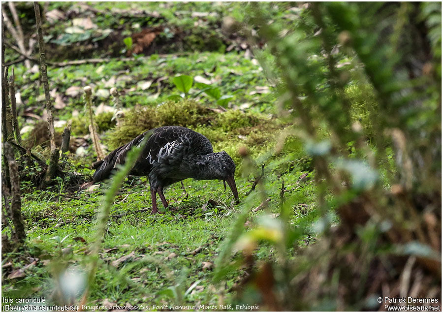 Wattled Ibisadult, identification, Behaviour