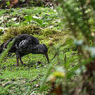 Ibis caronculé
