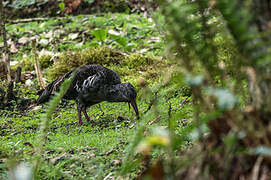 Ibis caronculé