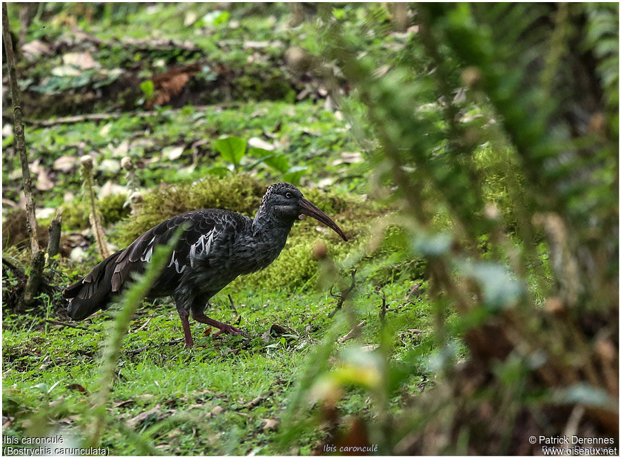 Wattled Ibisadult, identification