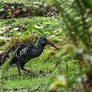 Ibis caronculé