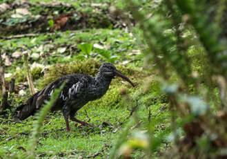 Ibis caronculé