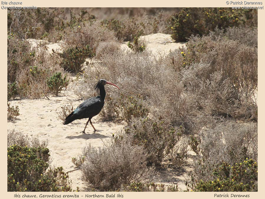 Northern Bald Ibisadult