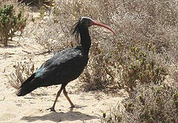 Northern Bald Ibis