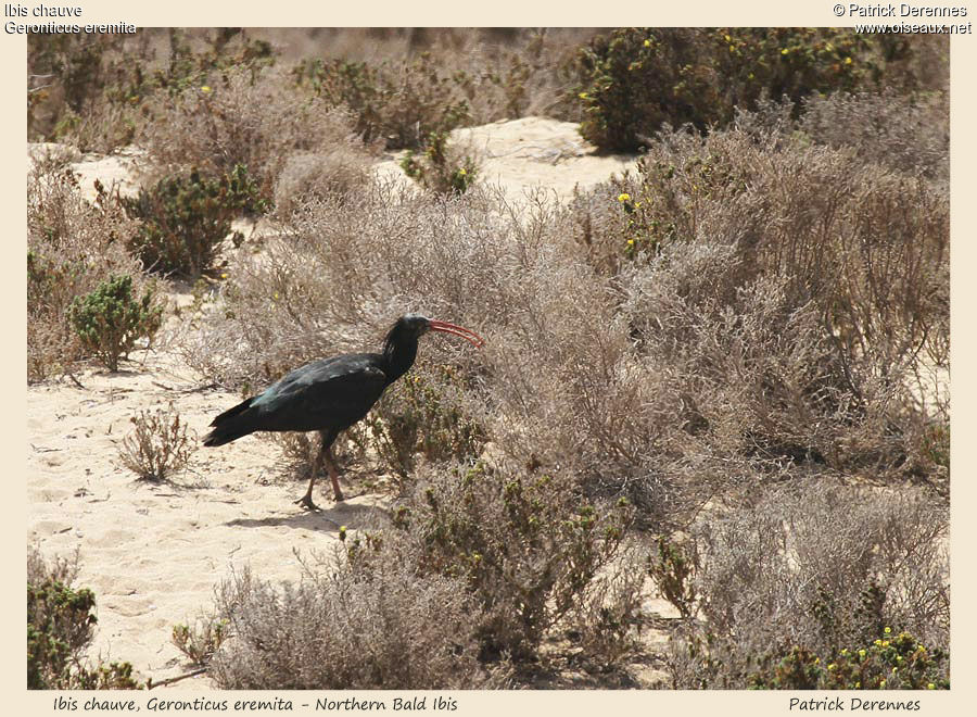 Northern Bald Ibisadult, identification, feeding habits, Behaviour