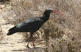 Northern Bald Ibis