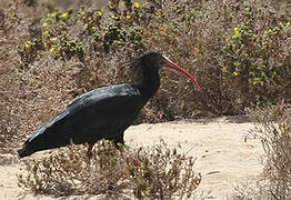 Northern Bald Ibis