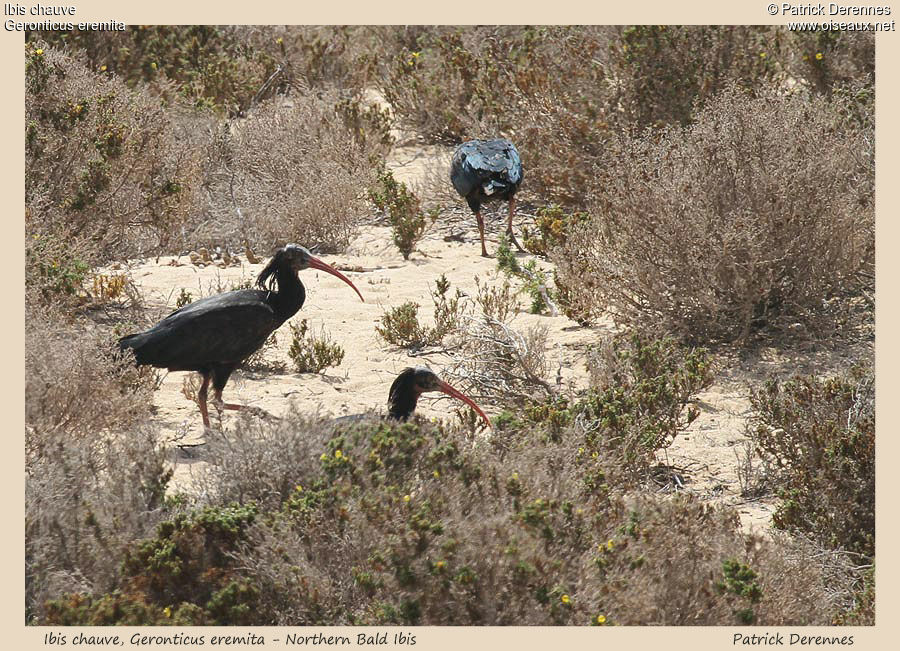 Northern Bald Ibisadult, identification, Behaviour