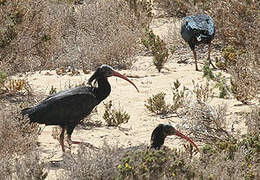 Ibis chauve