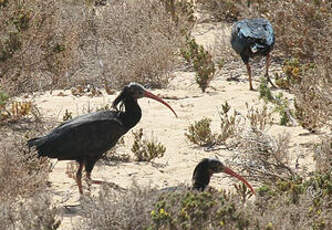 Ibis chauve