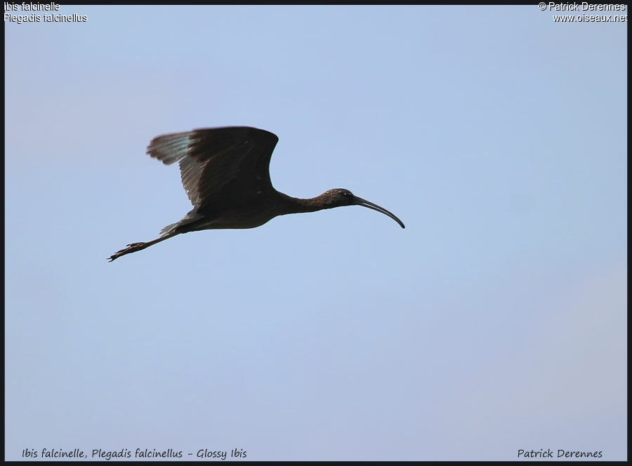 Glossy Ibis, Flight