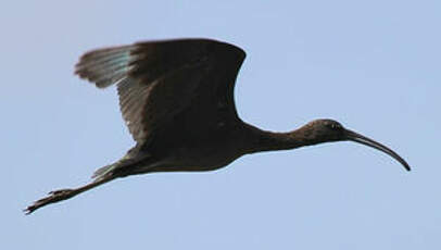 Ibis falcinelle