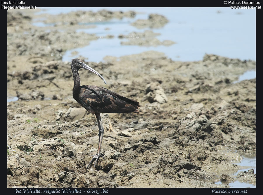 Glossy Ibis, identification, Behaviour