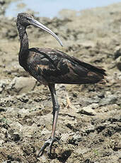 Ibis falcinelle