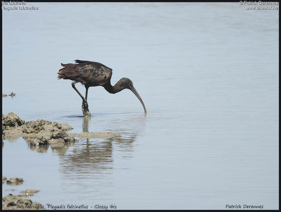 Ibis falcinelle, identification, régime, Comportement