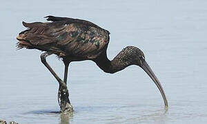 Glossy Ibis