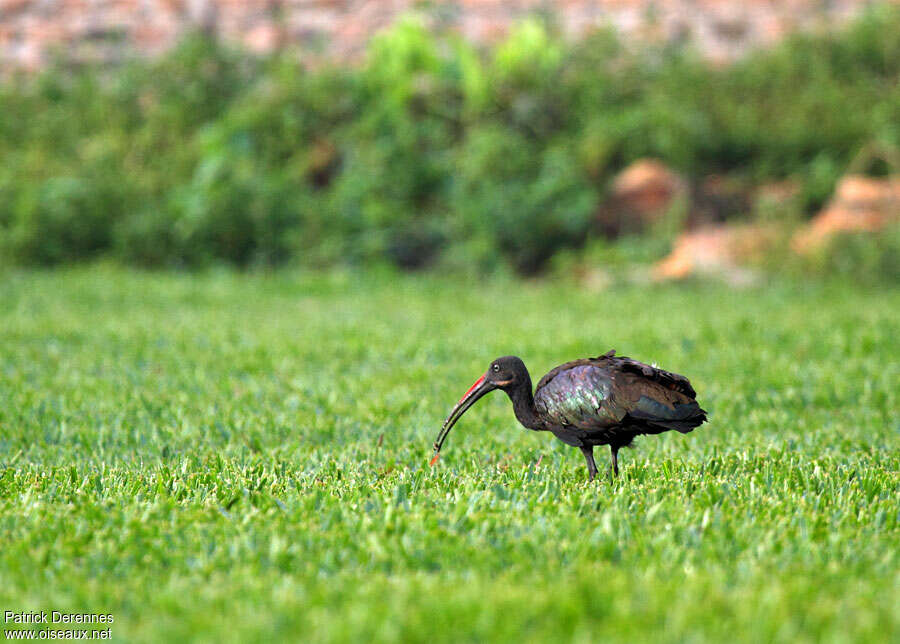 Hadada Ibis, identification