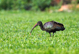 Hadada Ibis