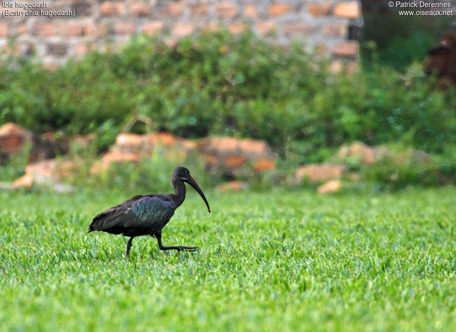 Hadada Ibis