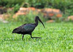 Hadada Ibis