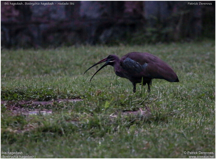 Hadada Ibis, identification, Behaviour