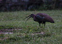 Hadada Ibis