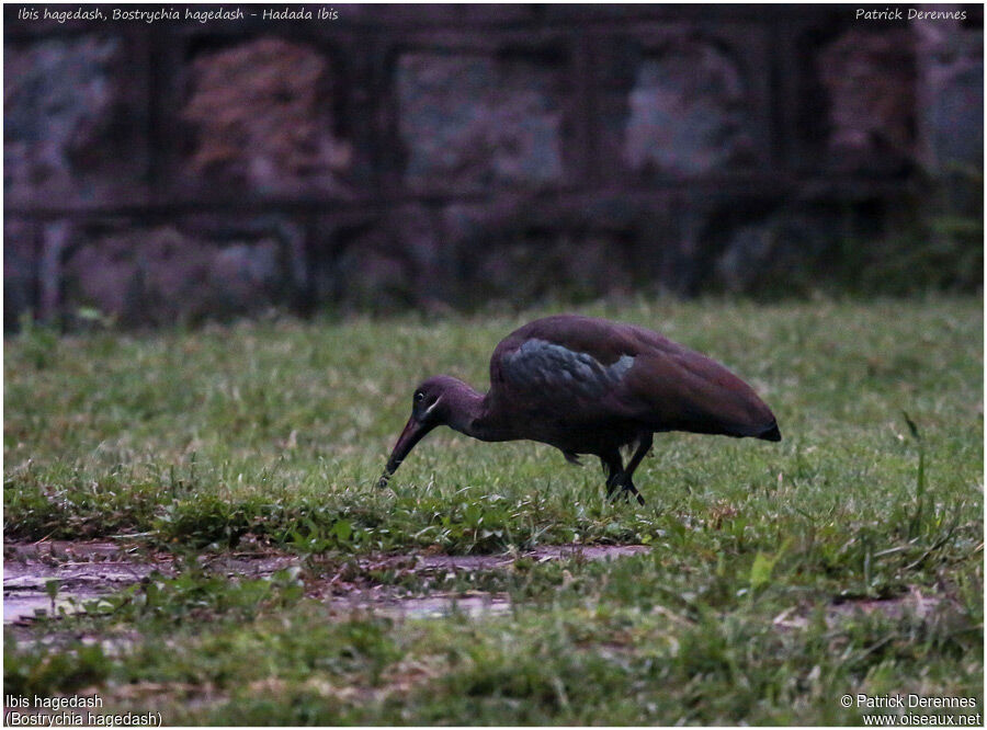 Hadada Ibis, identification, Behaviour