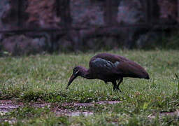 Hadada Ibis