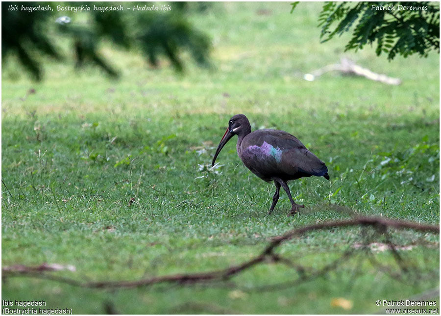 Ibis hagedashadulte, identification