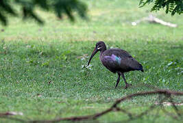 Hadada Ibis