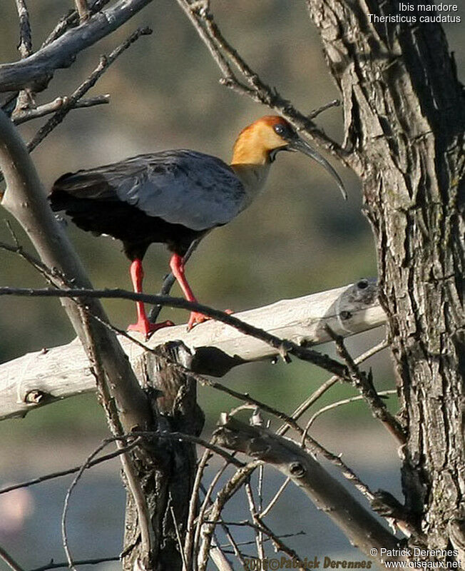 Ibis mandoreadulte