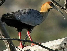 Buff-necked Ibis