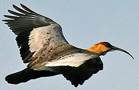 Buff-necked Ibis