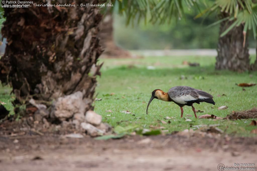 Buff-necked Ibis, identification, habitat