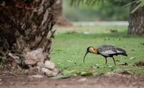 Buff-necked Ibis