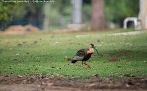 Buff-necked Ibis