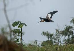 Buff-necked Ibis