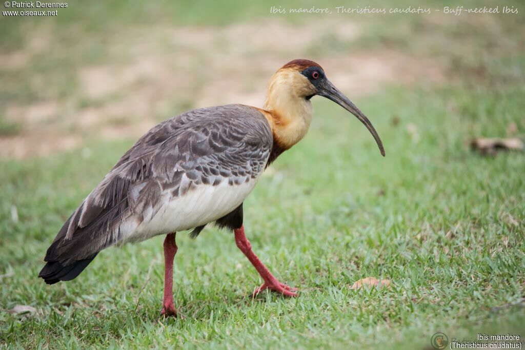 Ibis mandore, identification, habitat