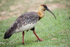 Buff-necked Ibis