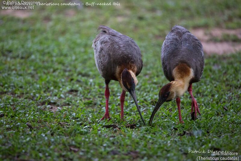 Buff-necked Ibis, identification, habitat, fishing/hunting