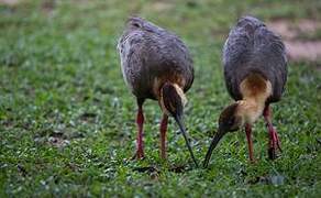 Buff-necked Ibis