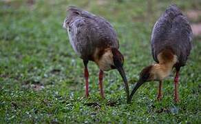 Buff-necked Ibis